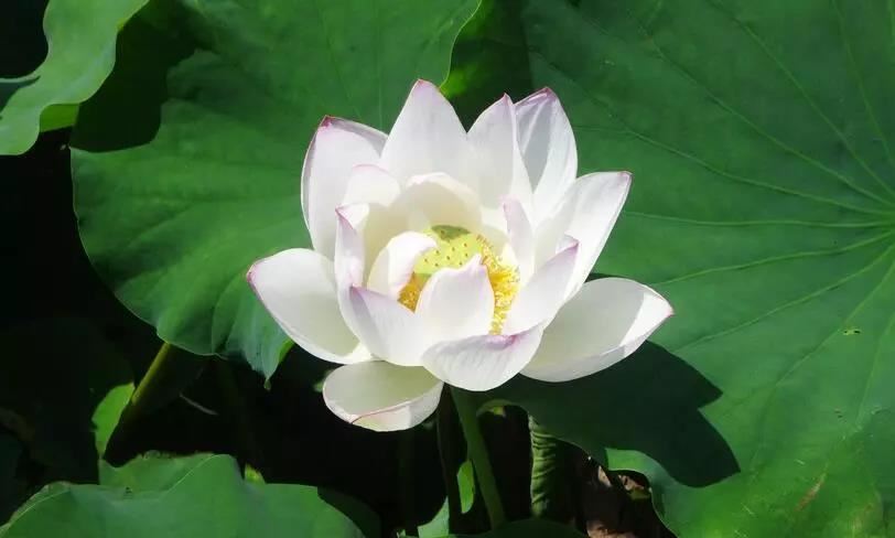 《九天应元雷声普化天尊玉枢宝经》道教典籍，疑难字注音版