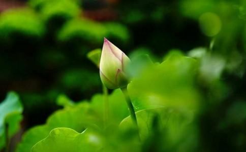 《东岳大帝宝训》道教典籍