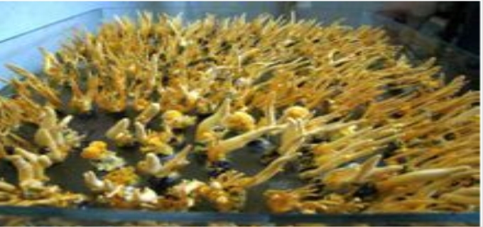 北虫草的养殖方法