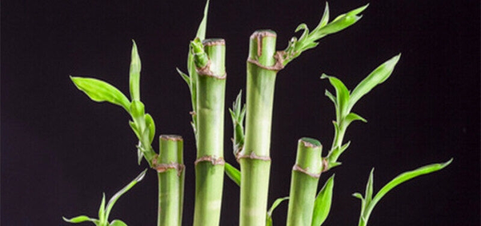 荷花竹的养殖方法和注意事项