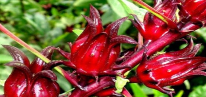 洛神花怎么种植