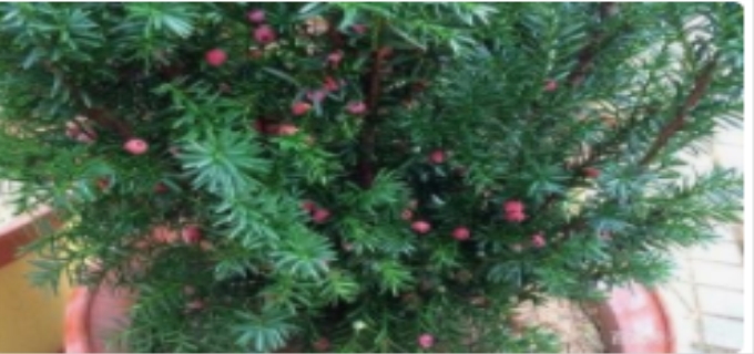 北方红豆杉的养殖方法