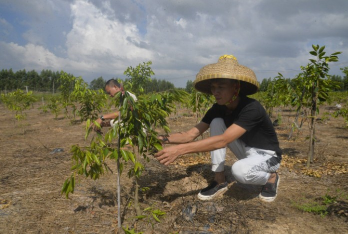 沉香种植方法与技术