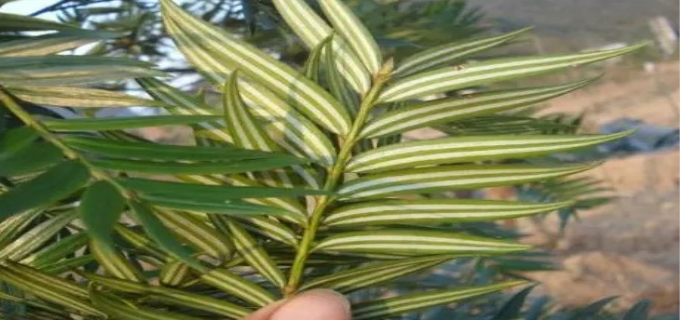 植物中的熊猫是哪种植物