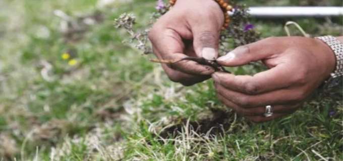 虫草的人工种植方式有哪些